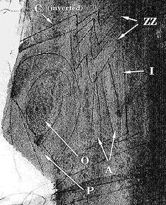 Picasso signature
